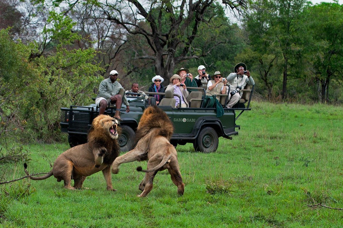 Safari